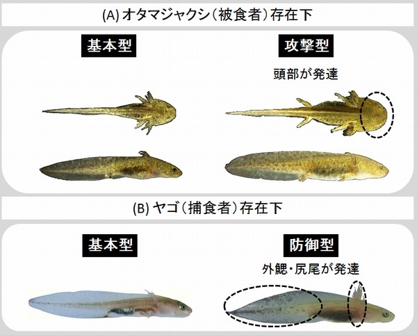 エゾサンショウウオが攻撃型／防御型に変化する分子メカニズムは？―北大、発現遺伝子を網羅的に解読 | 財経新聞