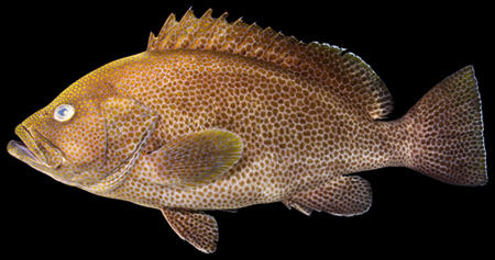 鹿児島の島嶼域で新種のハタ科魚類「マホロバハタ」を発見　鹿児島大ら