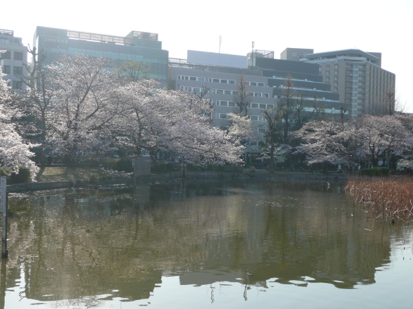 満開になった上野公園の桜（2011年4月6日午後、東京都台東区）