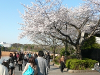 満開になった上野公園の桜（2011年4月6日午後、東京都台東区）