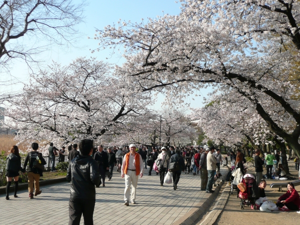 満開になった上野公園の桜（2011年4月6日午後、東京都台東区）