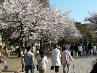 満開になった上野公園の桜（2011年4月6日午後、東京都台東区）