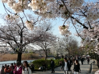 満開になった上野公園の桜（2011年4月6日午後、東京都台東区）