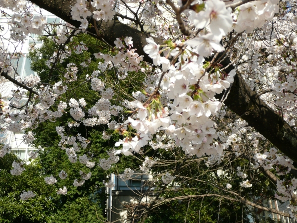 満開になった上野公園の桜（2011年4月6日午後、東京都台東区）