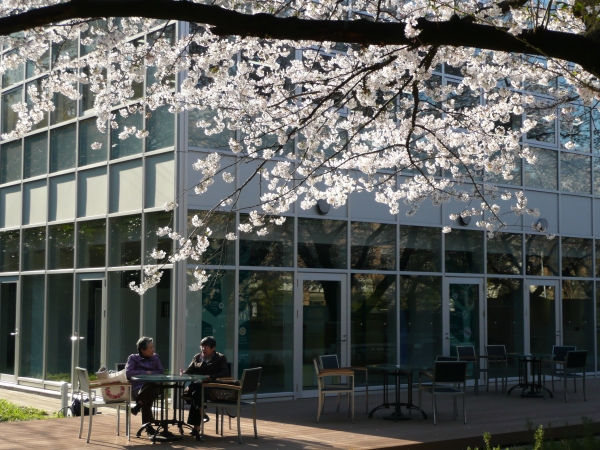 満開になった東京大学本郷キャンパス内の桜（2011年4月6日午後、東京都文京区）