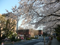 満開になった上野公園の桜（2011年4月6日午後、東京都台東区）