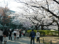 満開になった東京大学本郷キャンパス内の桜（2011年4月6日午後、東京都文京区）