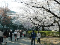 満開になった上野公園の桜（2011年4月6日午後、東京都台東区）