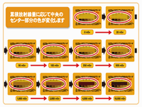 携帯型の放射線累積線量計「RADFit （ラドフィット）」のカラー識別システム