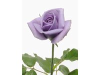 世界初の青いバラ「blue rose APPLAUSE(アプローズ)」（写真提供：サントリー）