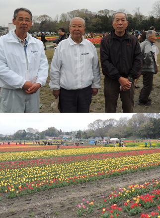 「羽村市観光協会」の中野康治会長（写真中央）、柴田満行事務局長（写真左）、臼井正・前事務局長（写真右）は、２１日土曜日の休みも返上で、今がみごろの４０万本のチューリップと観光客の応対に負われている。