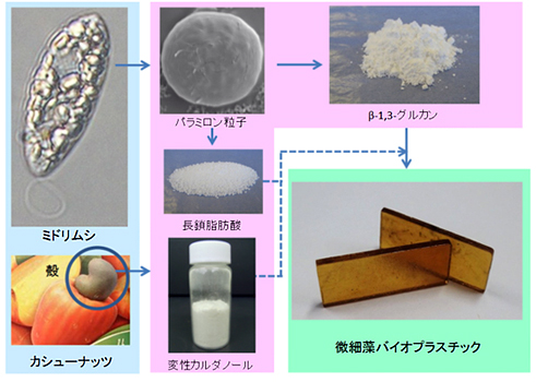 ミドリムシ/カシューナッツ殻から微細藻バイオプラスチックへの製造工程（画像：NEC）