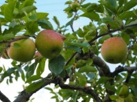 こんな身近なフルーツが?!りんごポリフェノールでアンチエイジング