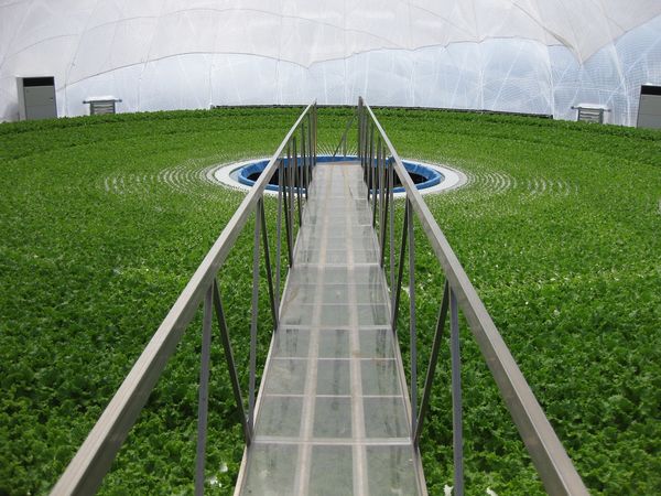 ドーム型植物工場「グランパドーム」の内部（写真：カゴメ）