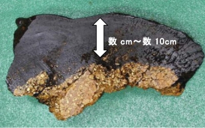 コバルトリッチクラストの断面（写真：JOGMEC）