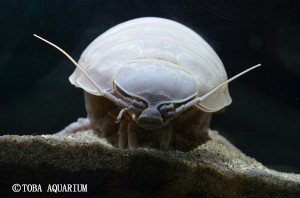 鳥羽水族館で飼育されていたダイオウグソクムシの「NO.1」が死亡した。