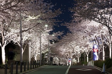六本木ヒルズの桜並木が幻想的にライトアップ！