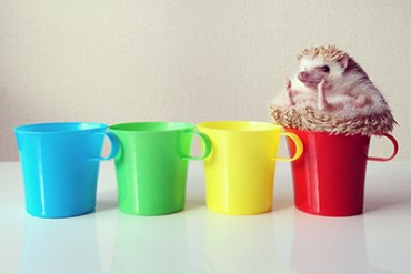 インスタグラムで大人気、ハリネズミのダーシーの写真集発売