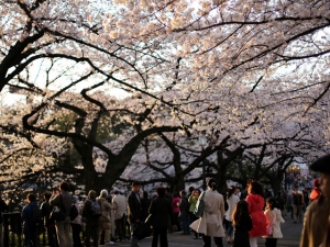 この季節になると誰しも花見の準備でなんとなく気もそぞろになってしまうのは、日本人の性だろうか