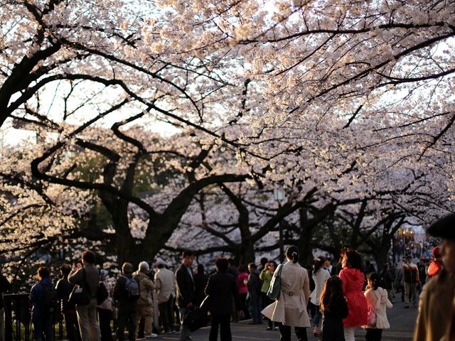 この季節になると誰しも花見の準備でなんとなく気もそぞろになってしまうのは、日本人の性だろうか