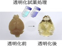 改良した透明化手法を使用し、固定したマウス脳をより高度に透明化できる。写真提供:理化学研究所。