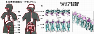 体表面や器官表面を覆う細胞のイメージ（赤線部分）（左）と、研究グループが解明した分子の重合構造及びイオンの透過部位イメージ（右）。