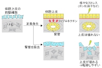 今回の発見の概要をまとめた図（京都大学の発表資料より）