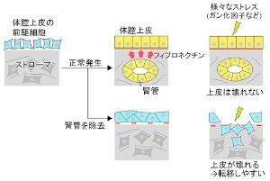 今回の発見の概要をまとめた図（京都大学の発表資料より）