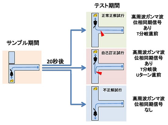 理研が今回の研究で実施したT型迷路空間ワーキングメモリ課題の概要を示す図