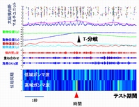 正常正解試行中の神経活動を示す図。テスト試行で正解した時の海馬－大脳嗅内皮質間の位相同期性を解析したもの。T型迷路の分岐地点にさしかかる直前に高域ガンマ波の位相同期性が高くなっている（下、赤い矢頭で示している）。