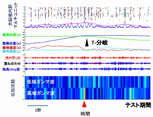 正常正解試行中の神経活動を示す図。テスト試行で正解した時の海馬－大脳嗅内皮質間の位相同期性を解析したもの。T型迷路の分岐地点にさしかかる直前に高域ガンマ波の位相同期性が高くなっている（下、赤い矢頭で示している）。