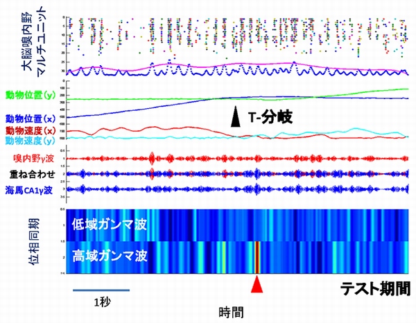 自己訂正試行中の神経活動を示す図。テスト試行で、マウスが自分の間違いに気づき、進行方向を変更して最終的に正解したような場合。T型迷路の分岐を過ぎて、間違ったアームに侵入し、「おっと、これは間違い」と気づいた時に高域ガンマ波の位相同期性が高くなっている（下、赤い矢頭で示している）。T分岐で高域ガンマ波の位相同期性が高くなる正解試行の例と比べると、位相同期性の高くなる時間と場所がシフトしていることが分かる。