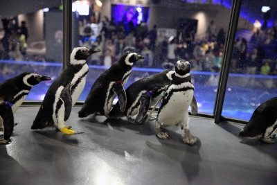 すみだ水族館は、4月26日から5月6日に、ペンギンたちが水槽の外に出て館内の一部を自由に行動する「すみだ水族館 ペンギンタイム」を開催する。