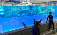 すみだ水族館は、4月26日から5月6日に、ペンギンたちが水槽の外に出て館内の一部を自由に行動する「すみだ水族館 ペンギンタイム」を開催する。