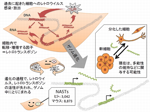 哺乳類の進化において、レトロウイルスの感染とレトロトランスポゾンの活発な転移がしばしば生じたと考えられている。現存生物には、その残骸がゲノムの広範囲にわたって存在しており、その一部はタンパク質をコードしないncRNAとして発現している。その中でもNASTsは、幹細胞の性質の制御に関わっている可能性がある。