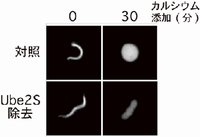 アフリカツメガエル未受精卵の細胞抽出液―Ube2Sを除去したものと除去していないもの(対照)―に精子核とカルシウムを添加して試験管内で人工受精させた結果。対照では核膜が形成され、細胞分裂が開始されているが、Ube2Sを除去したものでは核膜は形成されていない。