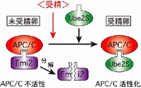 受精卵の分裂開始の分子メカニズムを示す図。未受精卵ではEmi2の結合によってAPC/Cが不活性化され分裂が停止しているが、受精卵では(分解した)Emi2に換わってUbe2SがAPC/C に結合し、APC/Cを活性化させることで細胞分裂を開始させる。