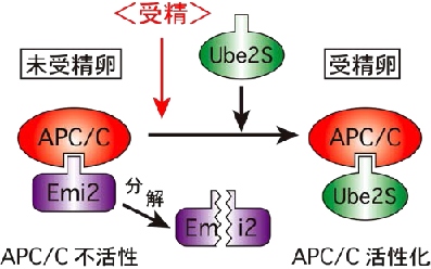 受精卵の分裂開始の分子メカニズムを示す図。未受精卵ではEmi2の結合によってAPC/Cが不活性化され分裂が停止しているが、受精卵では(分解した)Emi2に換わってUbe2SがAPC/C に結合し、APC/Cを活性化させることで細胞分裂を開始させる。