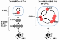 精子幹細胞の定説となっていた「Asモデル」と研究チームが提唱する新モデルの概要を示す図