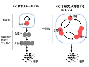 精子幹細胞の定説となっていた「Asモデル」と研究チームが提唱する新モデルの概要を示す図