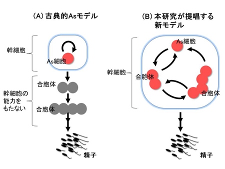 精子幹細胞の定説となっていた「Asモデル」と研究チームが提唱する新モデルの概要を示す図