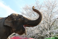 象の鼻パークの写真撮影会に参加する象の「ランディ」