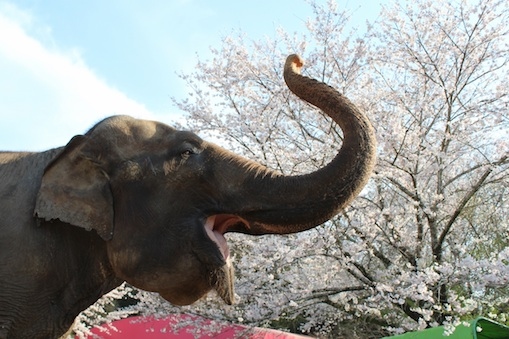 象の鼻パークの写真撮影会に参加する象の「ランディ」