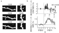 ａ） 学習中に経時的に見た樹状突起の例。新たにスパインが形成される（矢じり）一方で、除去されるスパイン（矢印）も見られた。
ｂ） 樹状突起スパインの学習中の動性。運動学習前はスパインの数に大きな変化は見られないが、学習を開始すると、運動野内で新たなシナプス結合が形成され、運動野の神経回路が変化することが分かる。学習初期に新たなシナプスが形成され、数日遅れて古いシナプスが間引かれていき、最終的な総数は変わらずに学習に関連した回路が保たれる。