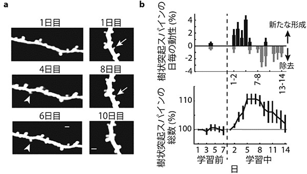 ａ） 学習中に経時的に見た樹状突起の例。新たにスパインが形成される（矢じり）一方で、除去されるスパイン（矢印）も見られた。
ｂ） 樹状突起スパインの学習中の動性。運動学習前はスパインの数に大きな変化は見られないが、学習を開始すると、運動野内で新たなシナプス結合が形成され、運動野の神経回路が変化することが分かる。学習初期に新たなシナプスが形成され、数日遅れて古いシナプスが間引かれていき、最終的な総数は変わらずに学習に関連した回路が保たれる。