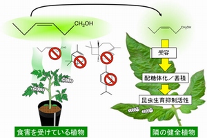 食害を受けているトマトから、青葉アルコール（図の緑で囲われた物質）が隣の健全トマト植物に取り込まれることを示した図。取り込まれた青葉アルコールは、配糖体へと変換され蓄積される。この配糖体はハスモンヨトウ幼虫の生育を阻害する。