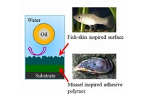 九州大学の高原淳主幹教授らが開発した水中で汚れが付きにくい材料が、水中で超撥油性を示すことを示した図