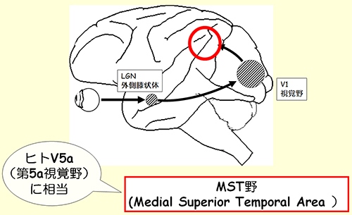 眼の「動き」を処理するサルの脳部位とそこに至る視覚情報の流れを示す図（京都大学の発表資料より）