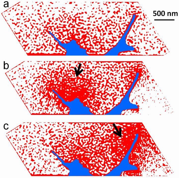 電子が蓄積していく様子を可視化した図。aは観察初期、b,cは時間経過とともに帯電が増加した場合を示す。時間経過とともに電子の動きに伴う電場の乱れが生じた赤色部が枝に囲まれた領域内の矢印の部分に明瞭に観察される。（東北大学の発表資料より）