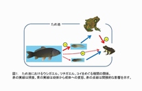 ため池におけるウシガエル、ツチガエル、コイをめぐる種間の関係を示す図（東京大学の発表資料より）